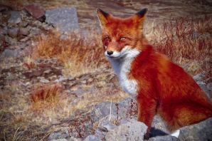 Лиса огневка