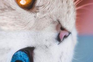 Глаза животных