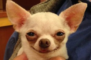 Собачка с бровями