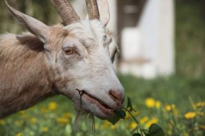 Сидорова коза