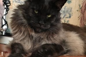 Помесь мейн куна