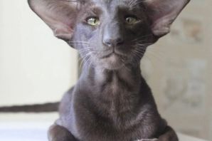 Порода ориентал