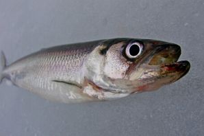 Рыба зубарь