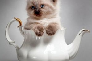 С добрым утром котик