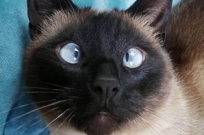 Косоглазие у собак