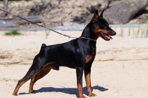 Цвингер пинчер