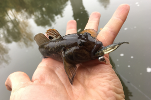 Речной бычок