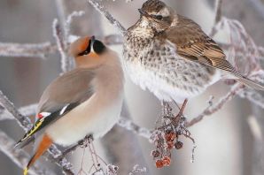 Птицы чувашии