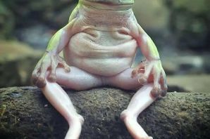 Жабы и лягушки