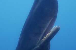 Зубатые киты