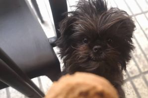 Аффенпинчер