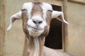 Козел с челкой