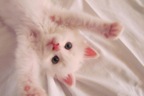 Розовый котенок