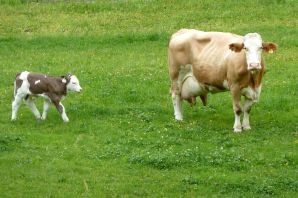 Породы коров