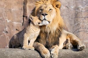Два льва