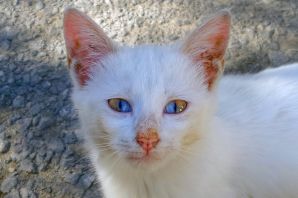 Турецкий кот