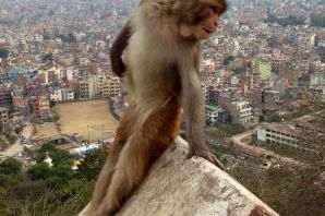 Макаки смешные