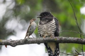 Птенец кукушки