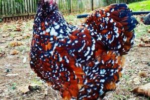 Породы петухов