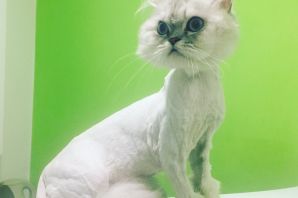 Стрижка кошек