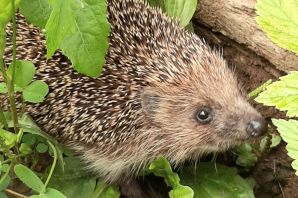 Ежик пых
