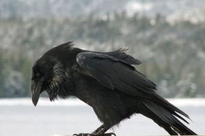 Клюв ворона