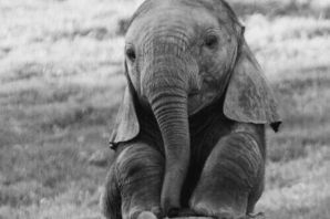 Маленький слон