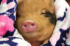 Вьетнамская свинка