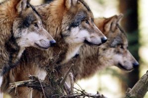 Два волка
