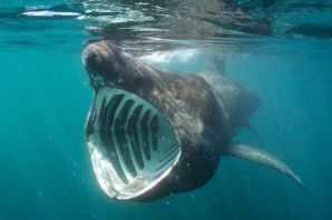 Гигантская акула