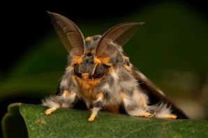 Пуделевый мотылек