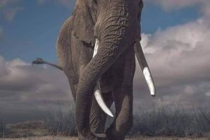 Африканский слон