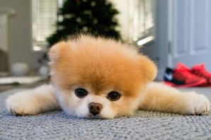 Недорогие собаки