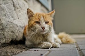 Старая кошка