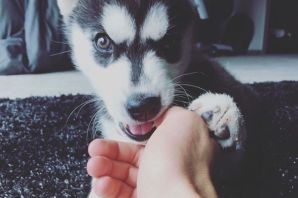 Лысый хаски