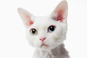 Девон рекс белый