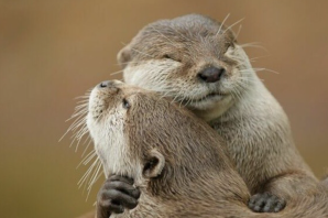 Милый бобер