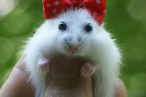 Огромная мышь