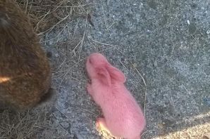 Розовый кролик