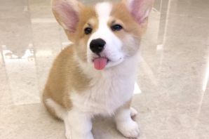 Стрижка корги