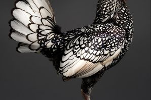 Сибрайт порода кур