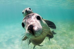 Морской волк рыба