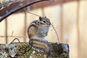 Белка и бурундук