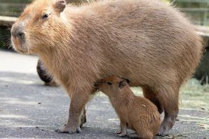 Капибара лапы