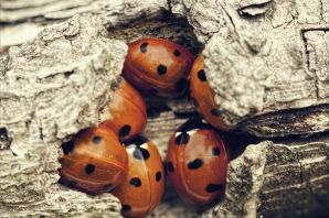 Бабочка коробочка