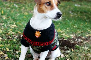 Локи бобо собачка