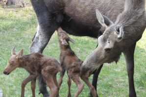Детеныш лося