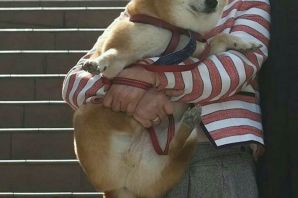 Тигровая акита