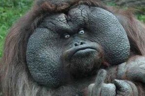 Толстая обезьяна