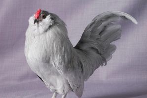 Японские куры